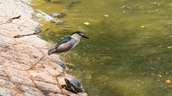 公園為鳥和龜等動物提供了生活和棲息之所，因而豐富了區內的生物多樣性。